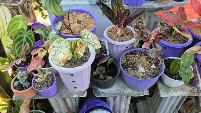 Collection of various potted tropical houseplants including aglaonema and anthurium in outdoor home garden