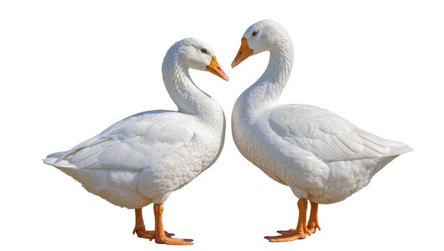 Two white geese facing each other with orange beaks, isolated on transparent background