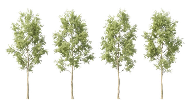 Ensemble de quatre arbres &agrave; feuilles caduques isol&eacute;s sur fond blanc, parfaits pour l'int&eacute;gration architecturale, le rendu 3D et les projets de conception paysag&egrave;re professionnelle.