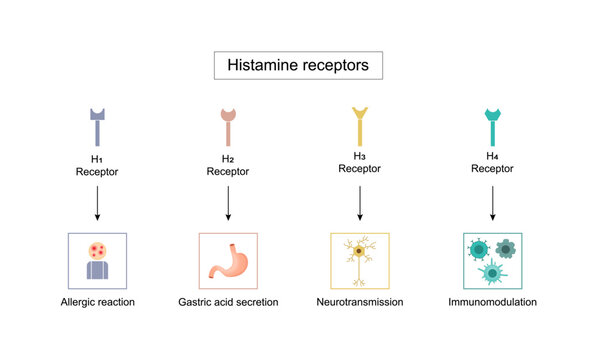 Histamine receptors, G protein-coupled receptors that bind histamine. Four types: H1 allergic reaction, H2  gastric acid secretion, H3 neurotransmission, and H4 immunomodulation. Vector illustration.