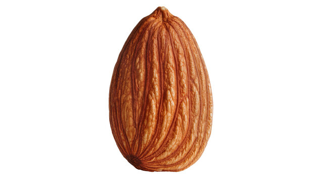 Single whole almond with textured brown skin, isolated on transparent background