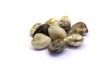Closed up fresh baby clams. venus shell. shellfish. carpet clams. Food from nature. as raw food from the sea are the seafood ingredients. fresh clams isolated on white background © Pisan