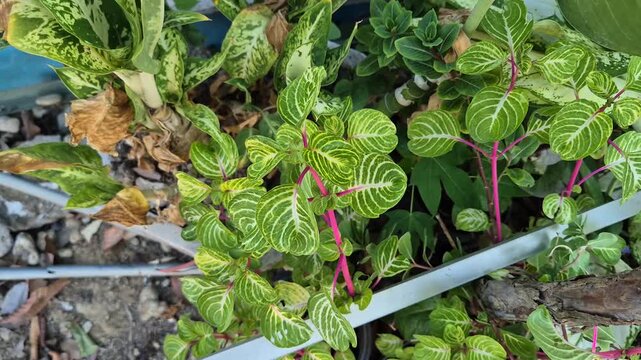Top view close up of iresine herbstii aureoreticulata plant with yellow vein leaves and pink stems in outdoor garden
