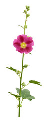 Fototapeta premium Pink Mallow flower^ buds and leaves isolated on white or transparent background