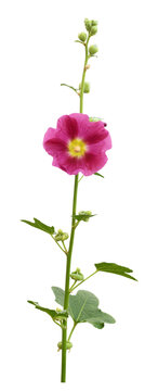 Pink Mallow flower^ buds and leaves isolated on white or transparent background