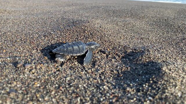 4k video footage of Newly hatched sea turtle hatchlings crawl across the sandy beach toward the ocean as large waves crash along the shore. Sea turtle conservation on the southern coast of Yogyakarta