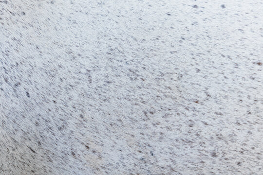 Close-up macro texture of white speckled horse coat with dark flecks. Equestrian concept.