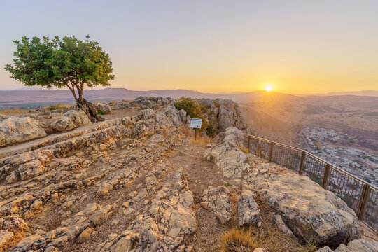 Lone carob tree sunset, Mount Arbel