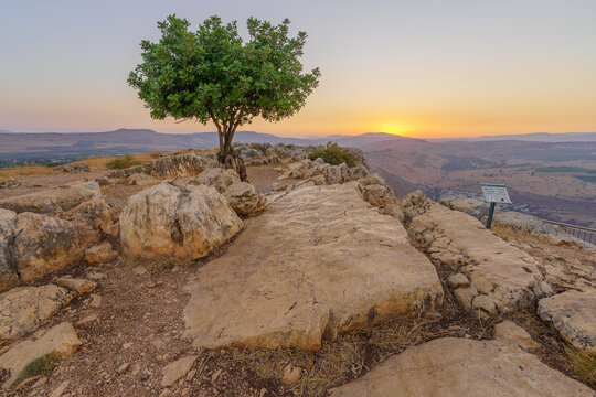 Lone carob tree sunset, Mount Arbel