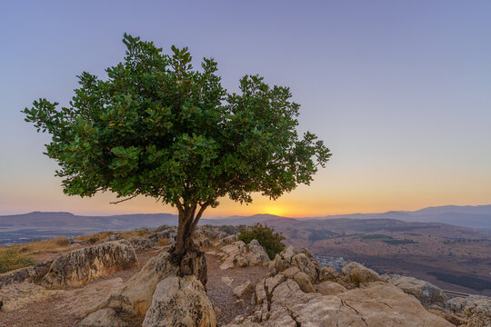 Lone carob tree sunset, Mount Arbel