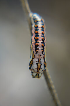 close up of a caterpillar