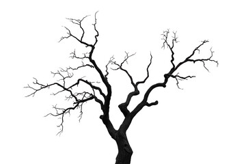 Fototapeta premium Leafless dark tree with twisting bare branches