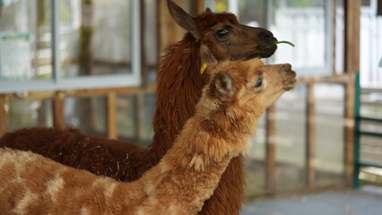 Naklejka premium Two adorable alpacas enjoying a snack in an enclosure