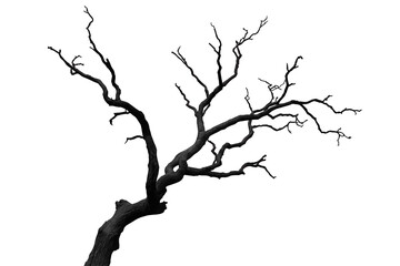 Fototapeta premium Gnarled leafless tree branch silhouette with twisted limbs