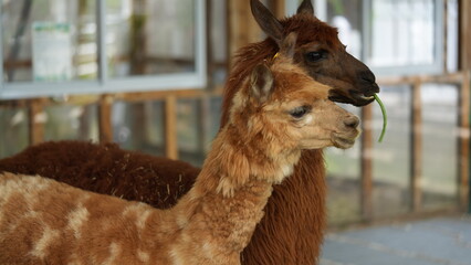 Fototapeta premium Adorable Alpacas Enjoying a Meal Together