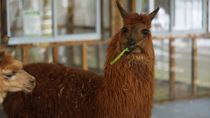 Fototapeta premium Brown Alpaca Chewing Green Stick in Enclosure