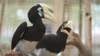 Two striking oriental pied hornbills in natural habitat © Jimmy