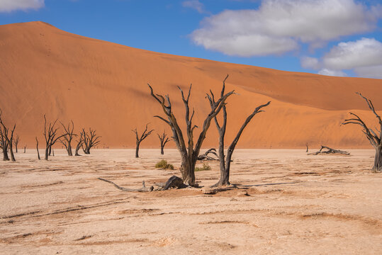 Dead camel thorn trees stand on the dry white clay pan under sand dunes and sky in Deadvlei, Sossusvlei, Namib Naukluft National Park, Namibia.