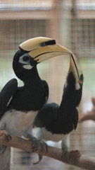 Oriental Pied Hornbill in Enclosure Closeup © Jimmy