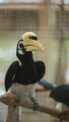 Close Up of a Striking Oriental Pied Hornbill Bird © Jimmy