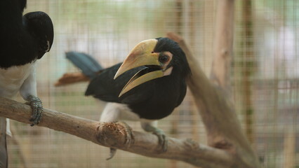 Majestic Oriental Pied Hornbill Perched on Branch © Jimmy