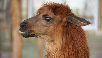 Naklejka premium Close-up profile of a fluffy brown alpaca