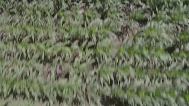 Close up of corn plants with green leaves and stalks under daylight for agriculture crop plant nature foliage drone photography footage commercial stock ready