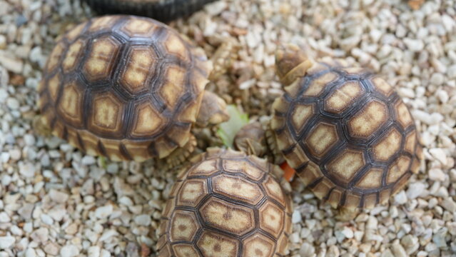 Three Young Sulcata Tortoises Resting on Pebbled Ground
