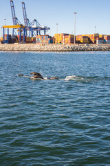 Naklejka premium Dolphins swim and surface in ocean water in front of the commercial container terminal with cranes and cargo at Walvis Bay harbor in Namibia.