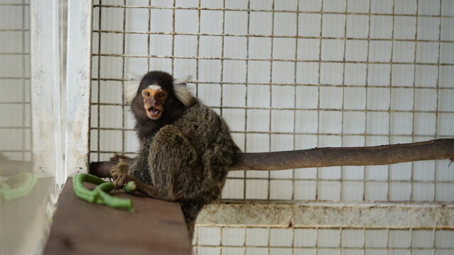 Common Marmoset Monkey in Cage Looking at Camera
