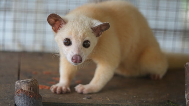 Leucistic Asian Palm Civet Portrait Adorable Animal