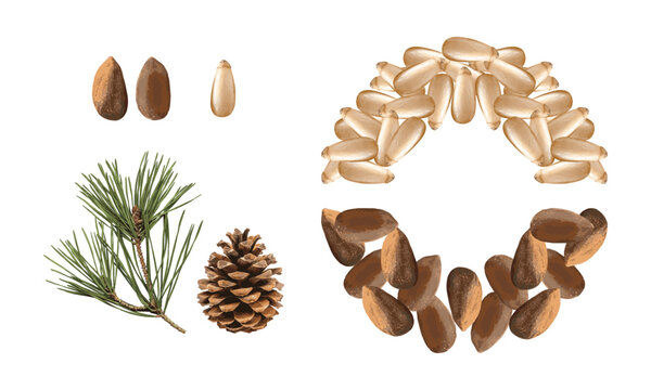 Realistic illustration of pine nuts with detailed dot shading and vector art. Featuring a seamless pattern with natural pine nuts, pine cones, shells, and organic elements. Perfect for food packaging