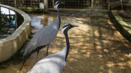 Naklejka premium Graceful Demoiselle Cranes at a Wildlife Sanctuary
