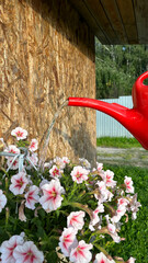 Watering blooming white and pink petunias in a hanging pot with a red plastic watering can in a sunny garden © Anastasiia Diubua