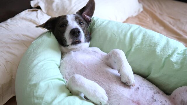Adorable mixed breed dog sleeping soundly and dreaming in a comical pose on its back in bed, with paws up and twitching while resting in a soft, cozy pillow in the bedroom at home