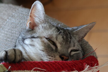 A house cat that is incredibly sleepy © Mt. Cape