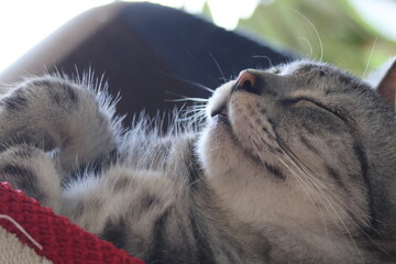 Sleeping house cat © Mt. Cape