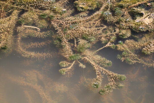 Hydrilla verticillata aquatic plant growing underwater with vibrant green whorled leaves naturally.