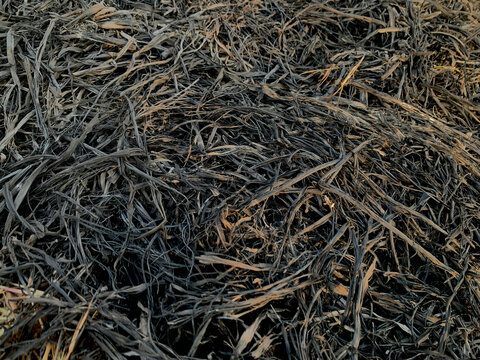 Burned Crop Residue and Charred Straw Covering Agricultural Ground