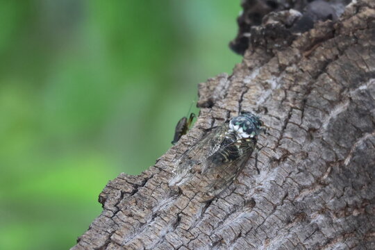 A flat bug climbs past a Min-min cicada.