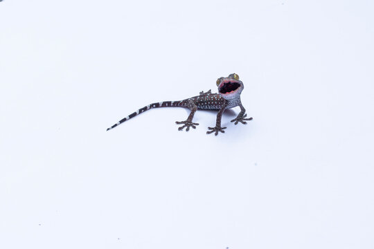 tokay gecko, gekko gecko, tokek, gecko, lizard, reptile, mouth open, open mouth, aggressive gecko, angry gecko, threatened, aggressive reptile, colorful gecko, colorful lizard, spotted gecko, blue gec