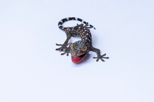 tokay gecko, gekko gecko, tokek, gecko, lizard, reptile, mouth open, open mouth, aggressive gecko, angry gecko, threatened, aggressive reptile, colorful gecko, colorful lizard, spotted gecko, blue gec