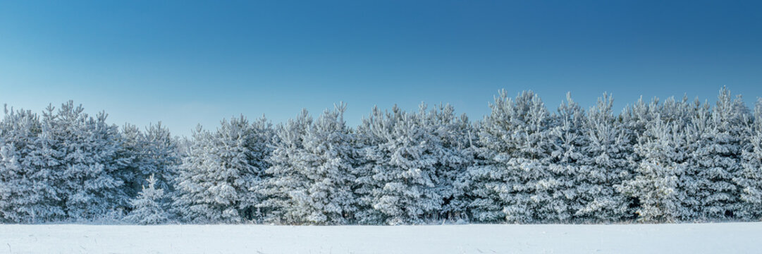 Snow covered pine trees under blue sky in winter forest with copy space