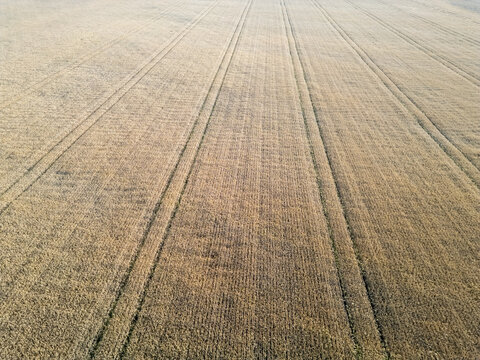 Aerial view of a golden barley field with parallel tractor tracks stretching across the landscape in Kempele, North Ostrobothnia, Finland.