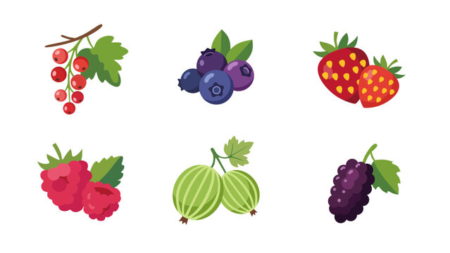 berry, berries, different types of berry illustration