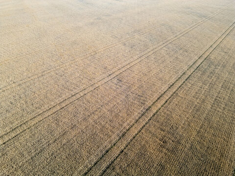 Aerial view of a golden barley field with visible tractor tracks in Kempele, North Ostrobothnia, Finland.