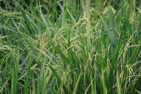 Close-up of vibrant green rice plants growing in an agricultural field under natural sunlight, representing farming, food production, sustainability, and nature.