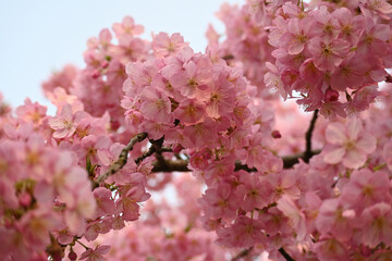 Naklejka premium Pink cherry blossoms on tree branch in spring