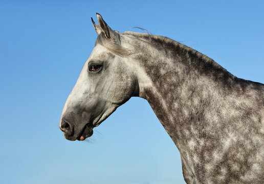 Dapple-grey Andalusian horse back  riding portrait near the ranch 