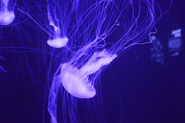 Glowing Jellyfish Drifting in Dark Blue Aquarium © LuuDieuThanh